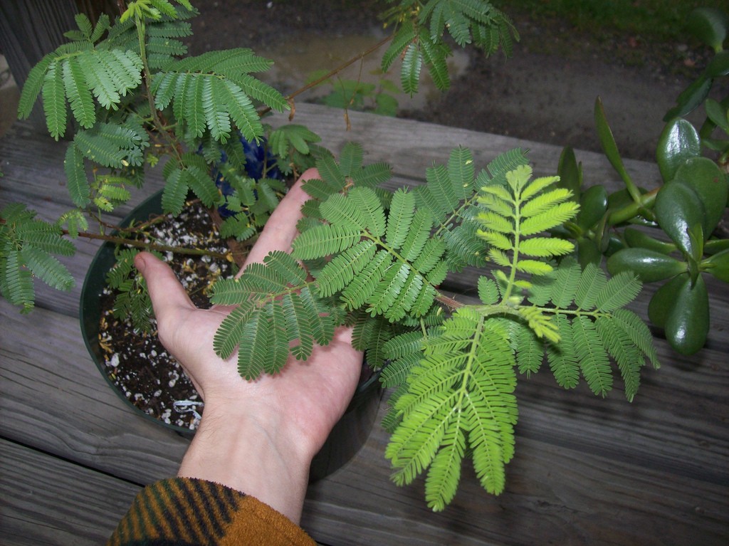 mimosa tenuiflora mimosa tenuiflora