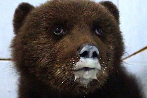 В Ленобласти выбирают имена для троих медвежат