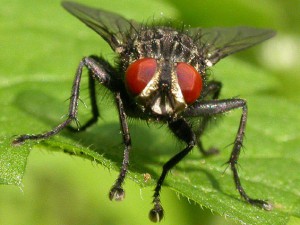 Плодовая муха, фото с сайта mir-nasekomyh.ru