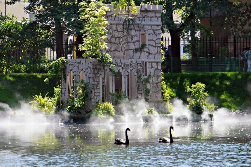 черные лебеди