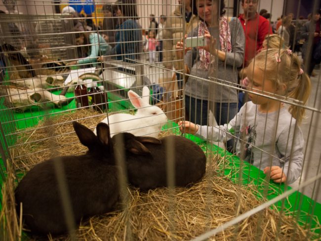 зоофорум зоосфера зоошоу выставка животных кролики