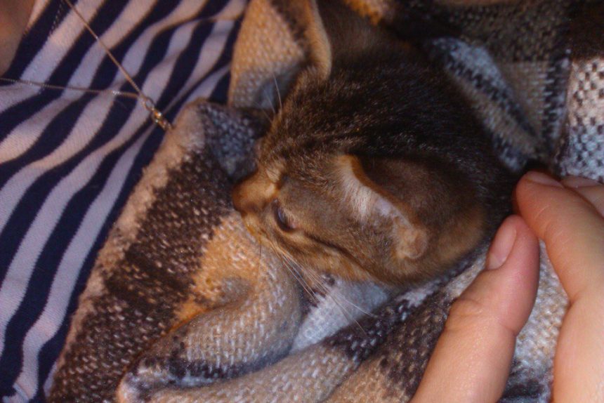 спасенный котенок