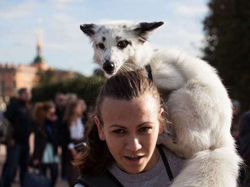 фото: Андрей Куликов / ИА "Диалог"