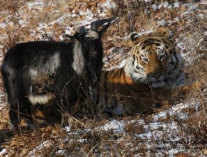 фото: Приморский сафари-парк