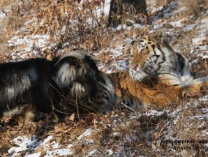 фото: Приморский сафари-парк