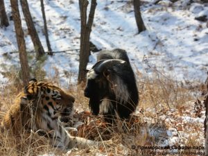 фото: Приморский сафари-парк