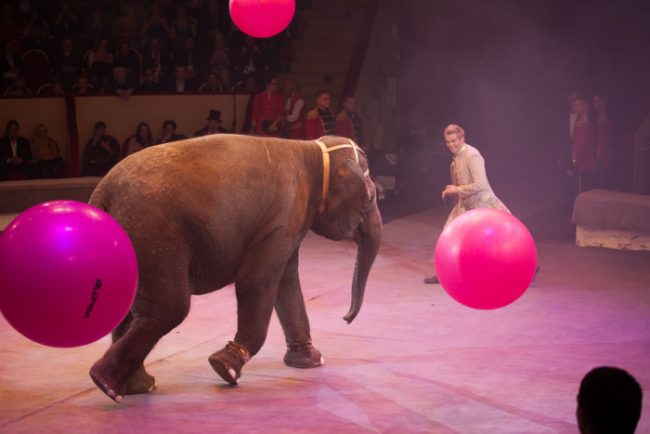 цирк чинизелли цирк на фонтанке слон