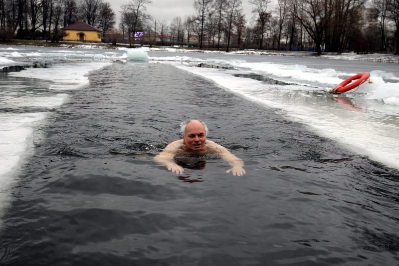 морж купание плавание холодная вода