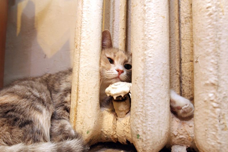кошка батарея отопление теплоснабжение коммунальные услуги кот ЖКХ ЖКУ