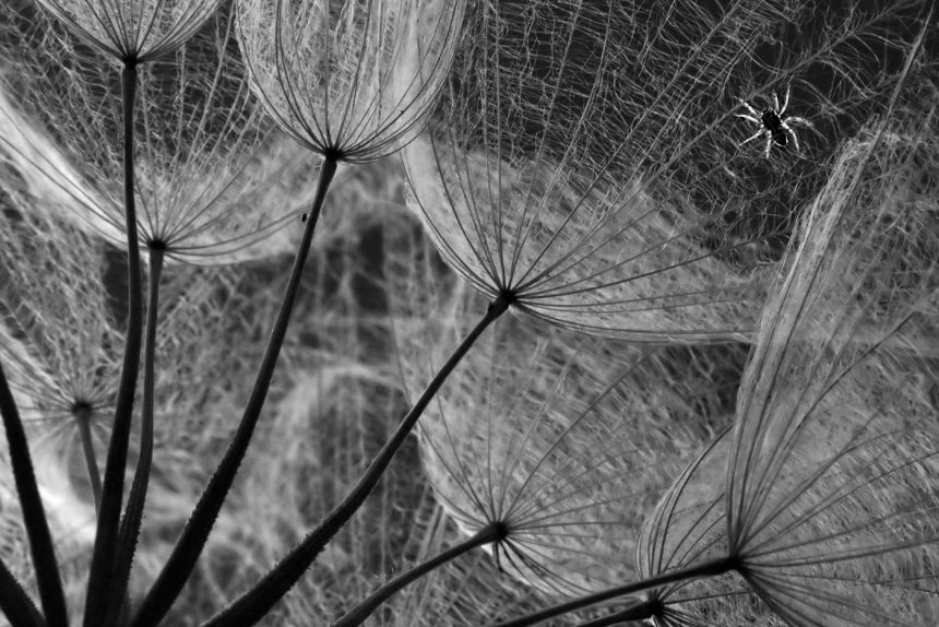 алёна шевцова фотография конкурс дикая природа россии