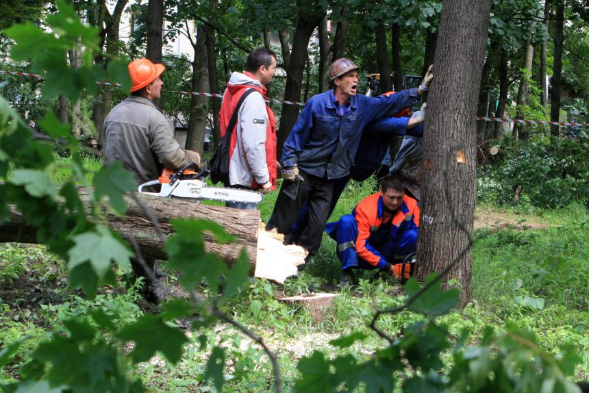 лесорубы вырубка уничтожение зелёной зоны сквер подводников