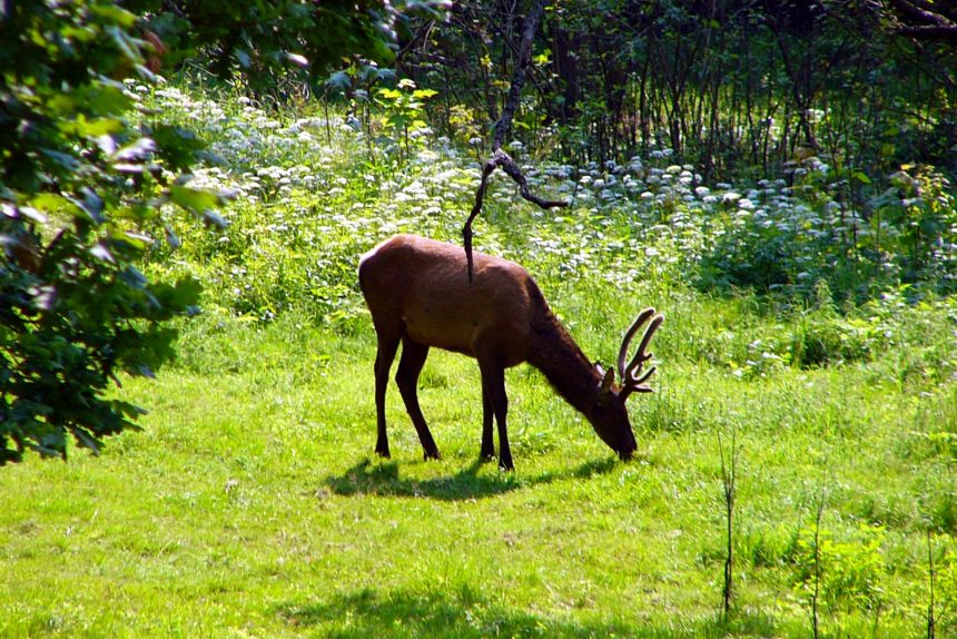 ораниенбаум лес олень олени животные