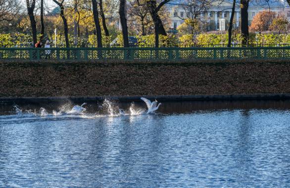Лебеди Руслан и Людмила из летнего сада, летний сад