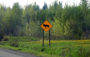 дорожный знак лось дикие животные