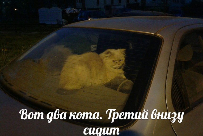 коты, машина