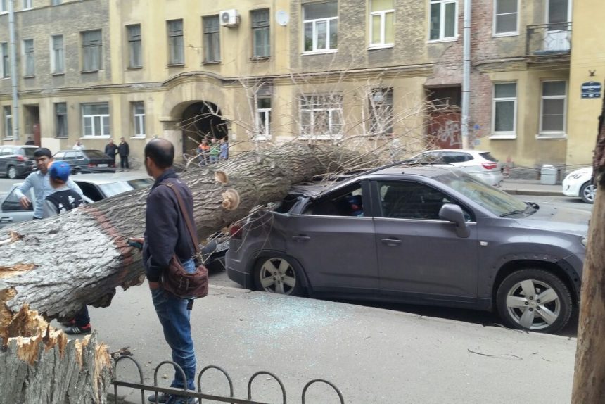 тополь, машина, дерево