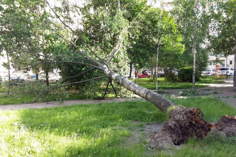 дерево, лесоповал, упавшее дерево