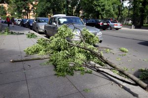 падение дерева ветки ветер погода ураган