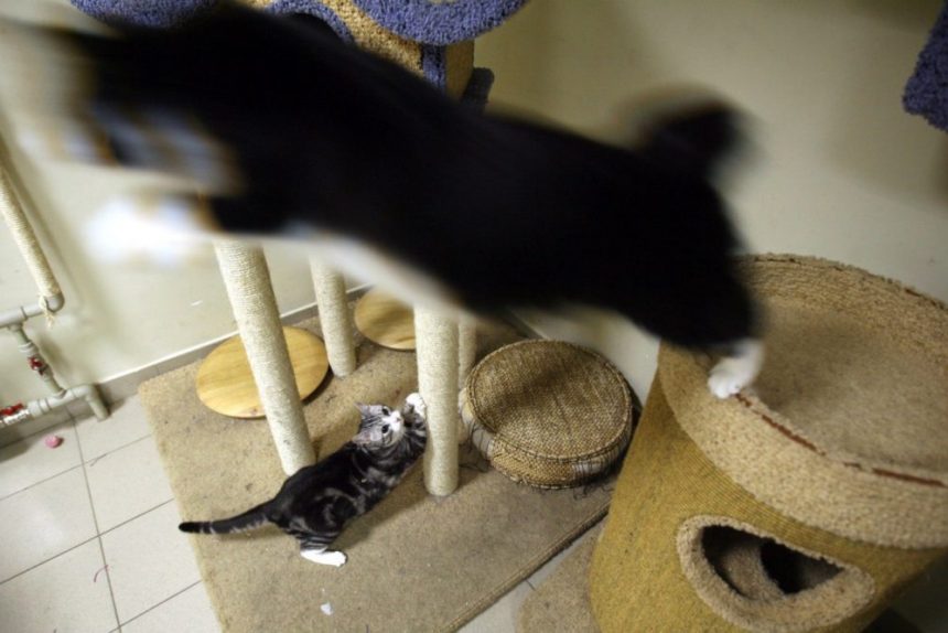 республика кошек коты