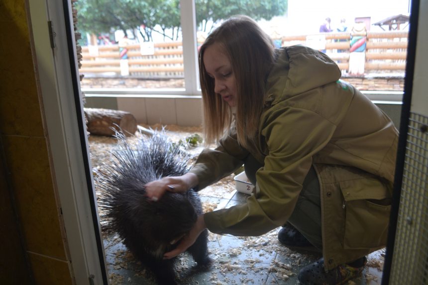 зоосотрудница дикобраз
