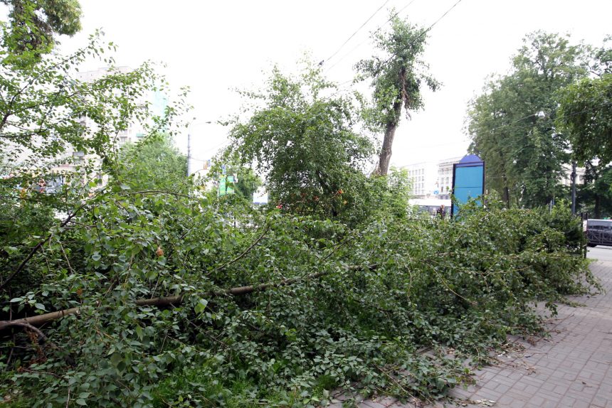 упавшее дерево поваленное ветром набережная чёрной речки