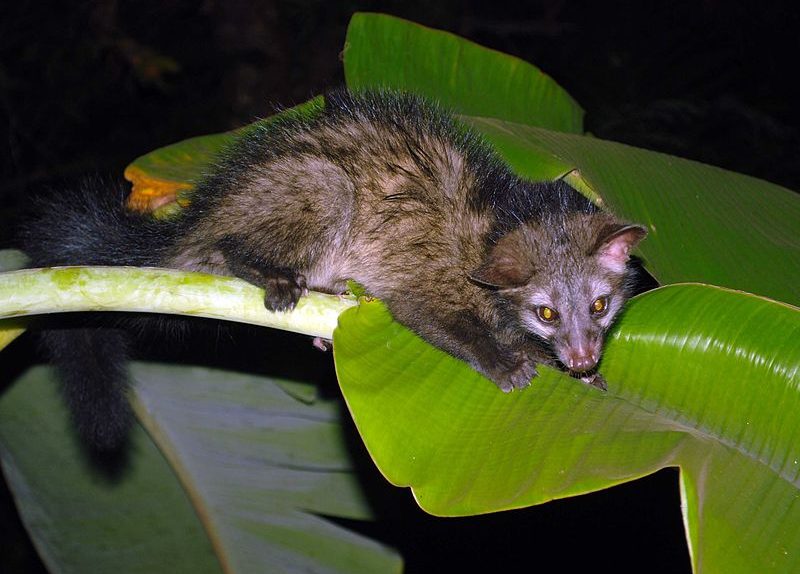 musang