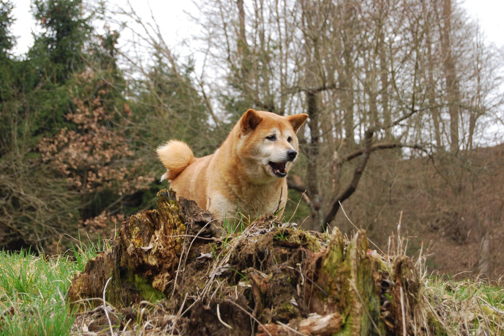 сиба-ину собака в лесу