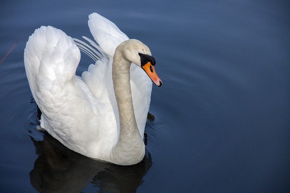 фото с сайта pixabay.com