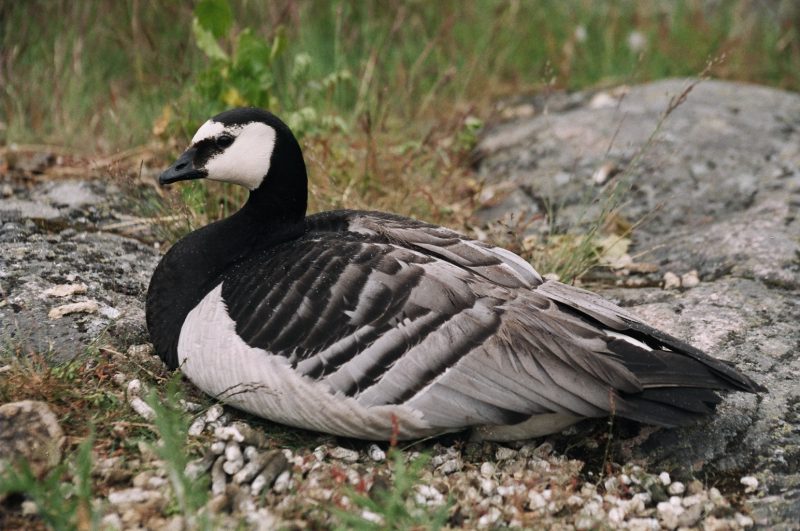 белощёкая казарка branta leucopsis гусь птица