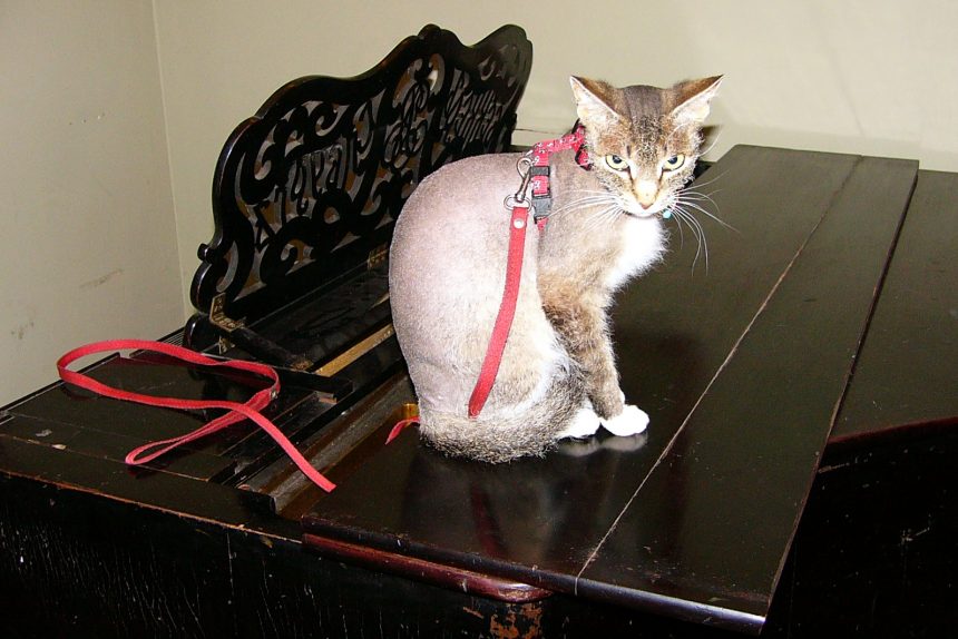 кот на фортепиано музыка кошки