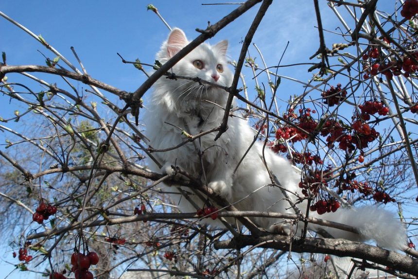 кот на дереве