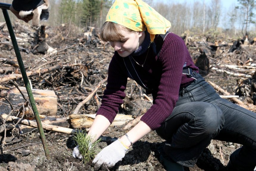 лесопосадки деревья саженцы восстановление лесных угодий