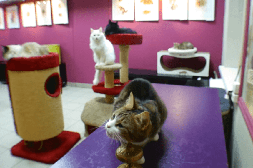 Кот Мару