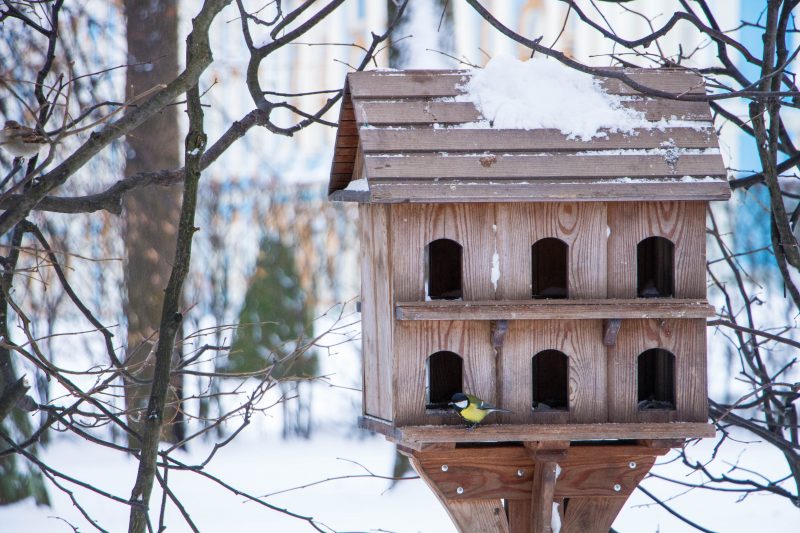 синицы зима кормушка для птиц царское село