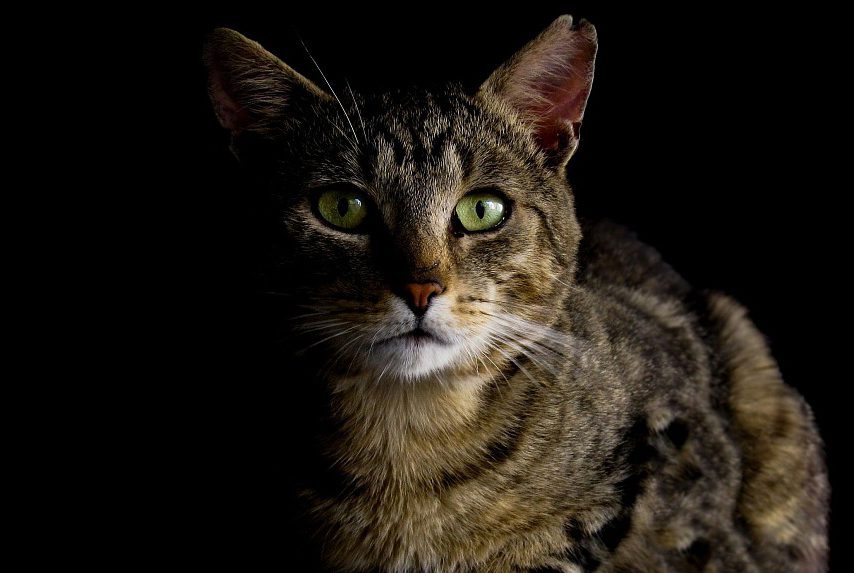 кошка кот темнота в темноте незрячие слепые тактильный музей мир на ощупь