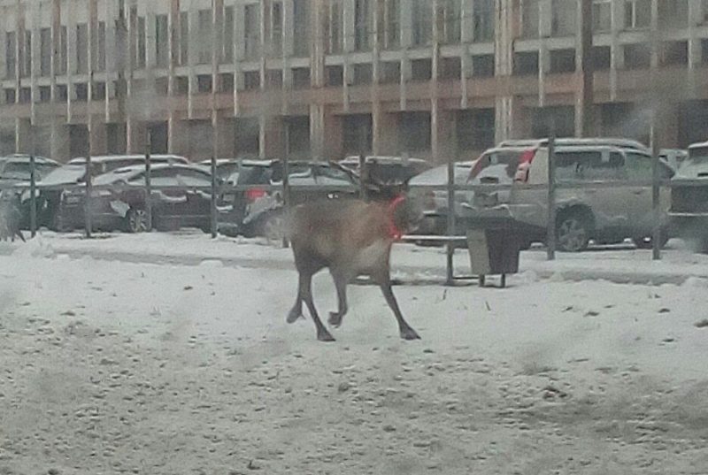 олень