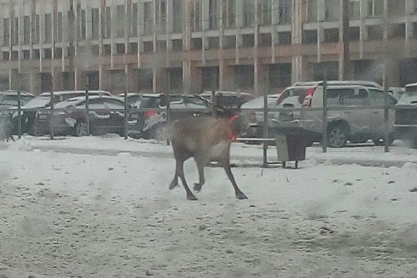 олень