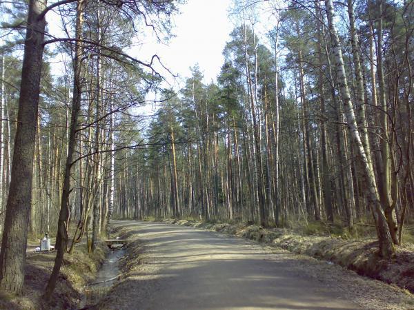 ржевский лесопарк зелёные насаждения деревья