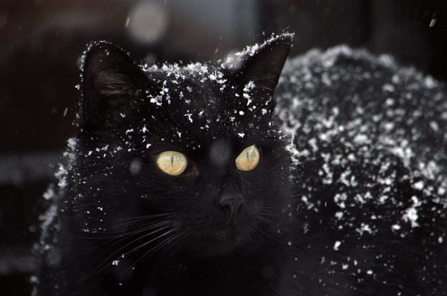 черный кот черная кошка суеверие миф колдовство колдун магия волшебник ясновидящий гадалка гадание ведьма