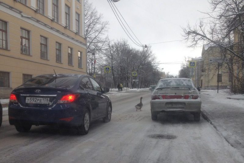 гуси в пушкине