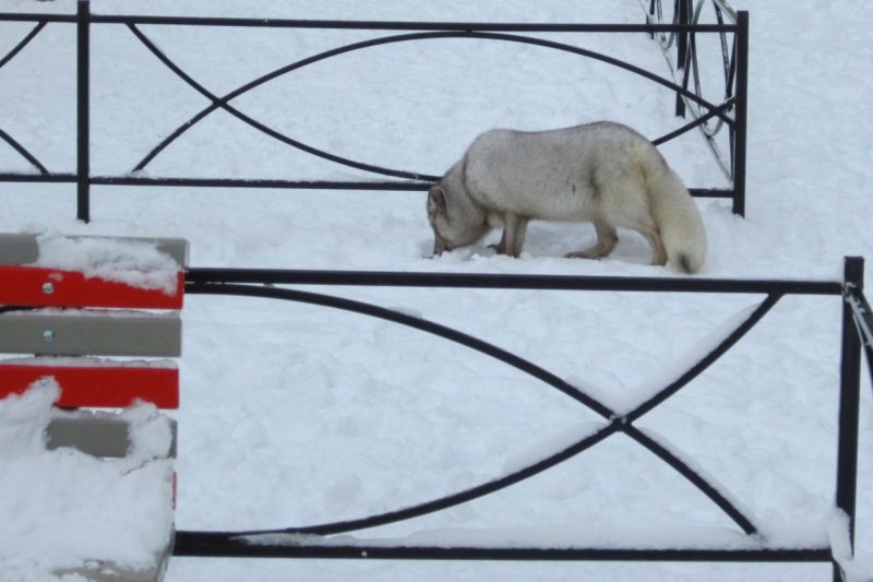 песец в мурино