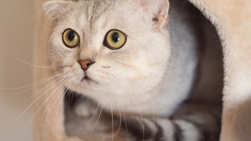 кошка кот шотландская вислоухая scottish fold