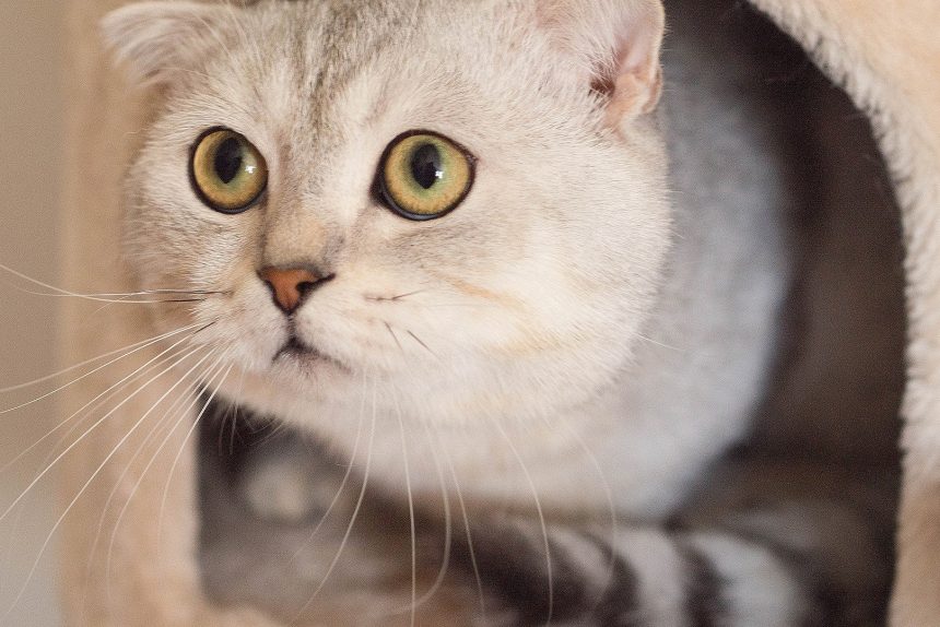 кошка кот шотландская вислоухая scottish fold