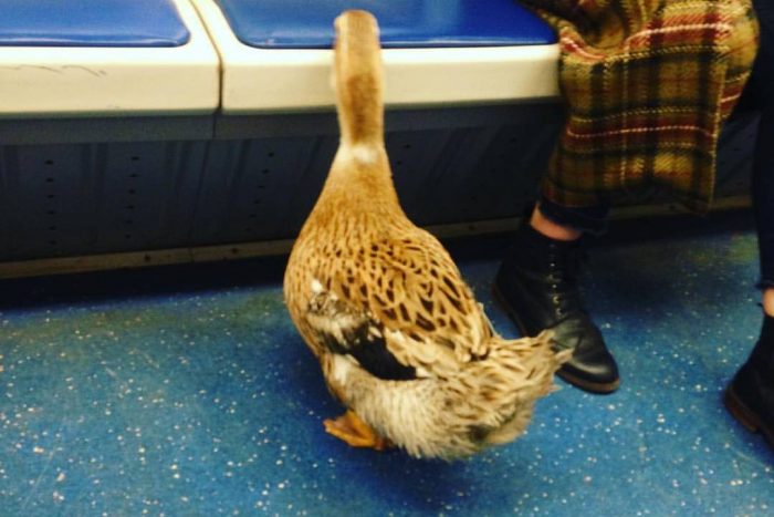 Батоном в лебедя. Утка помоги. Уточка программиста. Чем полезна утка. Утки переходят дорогу.