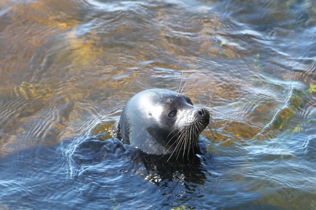 Ладожская кольчатая нерпа тюлень Крошик Ладога ластоногие центр изучения и сохранения морских млекопитающих