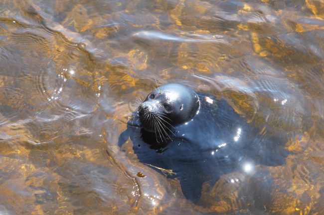 Ладожская кольчатая нерпа тюлень Крошик Ладога ластоногие центр изучения и сохранения морских млекопитающих
