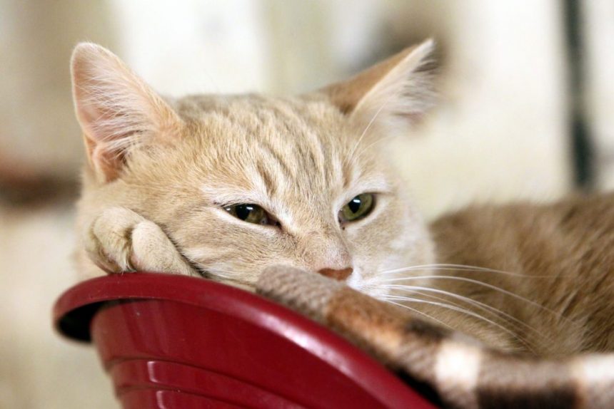 День Эрмитажного кота кошки