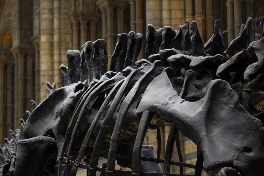 динозавр кости макет