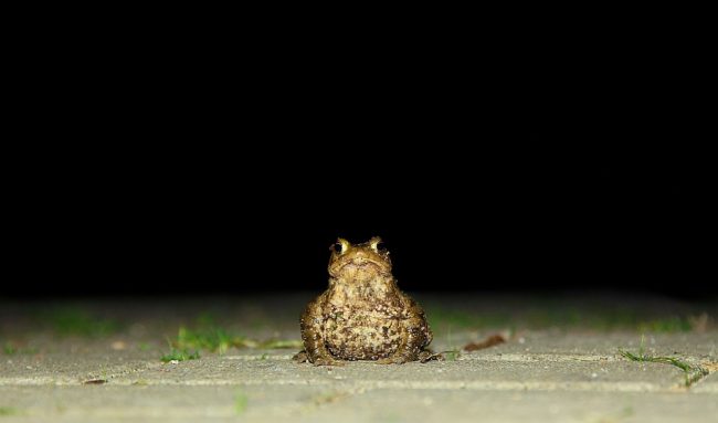 лягушка жаба