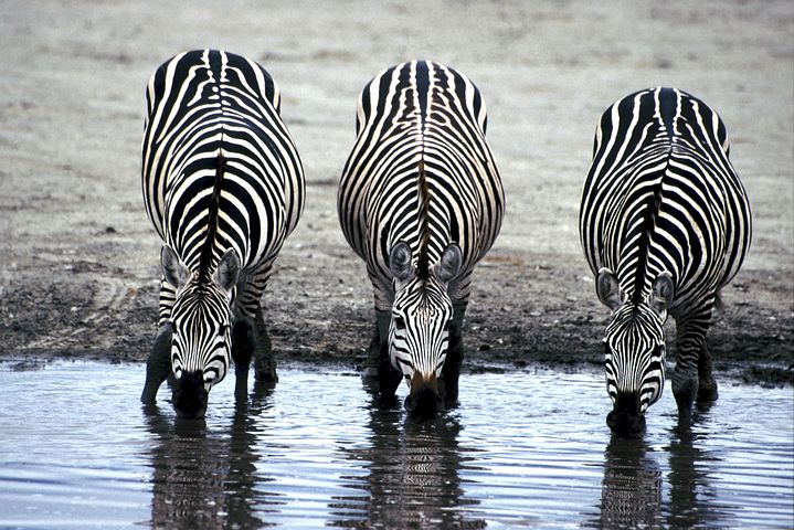 Зебры Африка саванна природа водопой zebras-606867__480